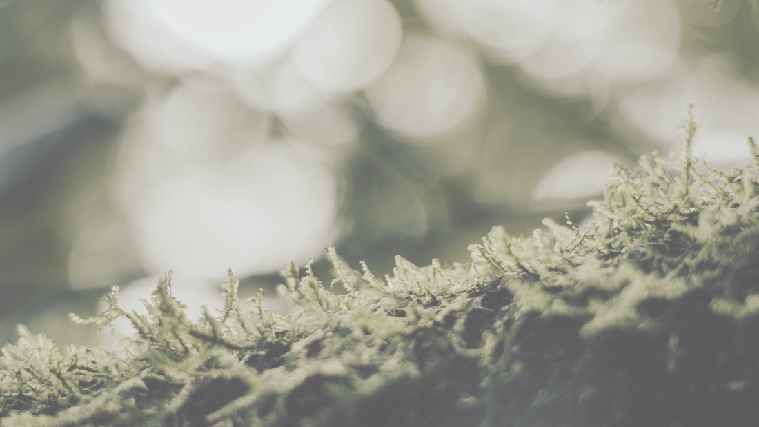 I walk between two worlds: the forest and the meadow.